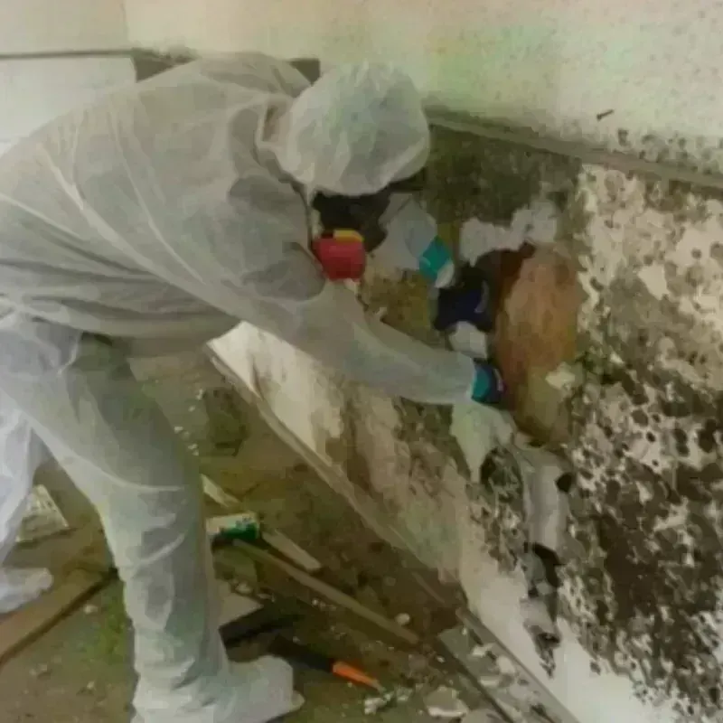 Best Mold Remediation and Removal Service in Caliente, NV